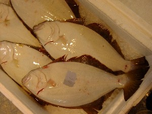 201105114 - ���T�̔����ł�_51