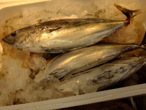 201105114 - ���T�̔����ł�_57