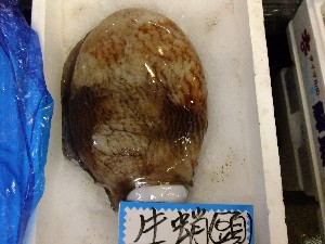 201105114 - ���T�̔����ł�_59