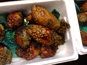201105114 - ���T�̔����ł�_63