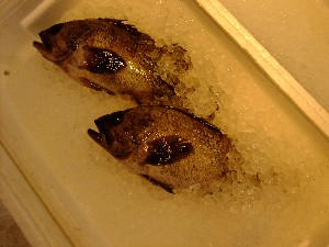 20110521 - ���T�̔����ł� -_38