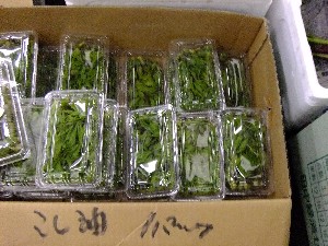 20110526  -���T�̔����ł�-_37