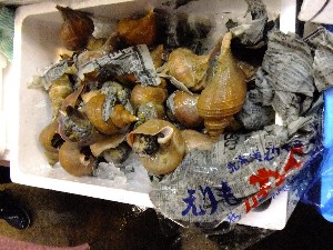 20110526  -���T�̔����ł�-_46