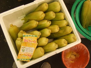 20110611  �|���T�̔����ł�-_22