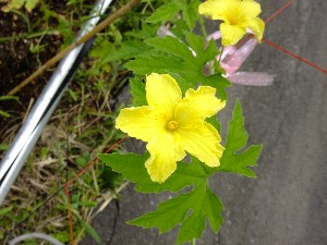  20110716 -���T�̔����ł�-_48