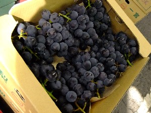 20110812  - ���T�̂��~�s�̔����ł� -_40
