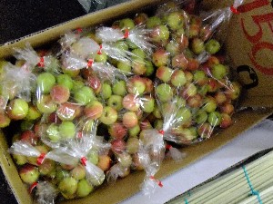 20110812  - ���T�̂��~�s�̔����ł� -_70