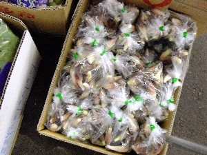 20110812  - ���T�̂��~�s�̔����ł� -_76