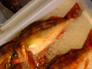 20110812  - ���T�̂��~�s�̔����ł� -_81