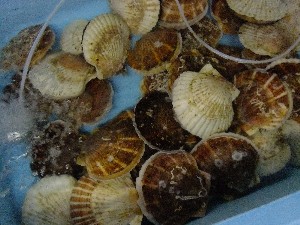 20110812  - ���T�̂��~�s�̔����ł� -_84