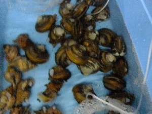 20110812  - ���T�̂��~�s�̔����ł� -_85