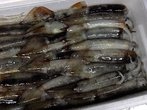 20110812  - ���T�̂��~�s�̔����ł� -_88