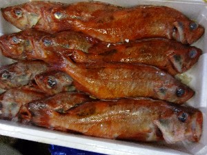 20110812  - ���T�̂��~�s�̔����ł� -_93