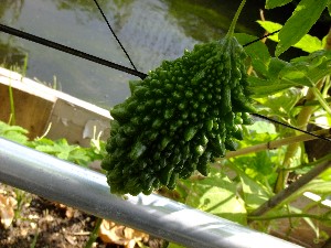 20110812  - ���T�̂��~�s�̔����ł� -_1