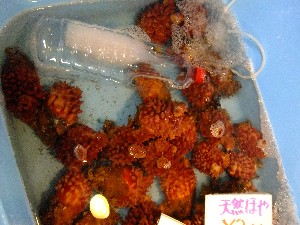 20110820  - ���T�̔����ł� -_45