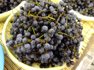 20110917  - ���T�̔����ł� -_38