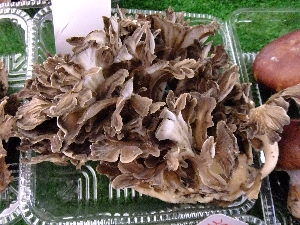 20110924  - ���T�̔����ł�i  -_2