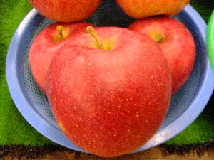 2011/10/15 ���T�̔����ł�_3