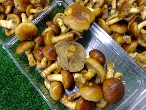 2011/10/15 ���T�̔����ł�_34