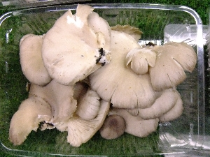 2011/10/15 ���T�̔����ł�_37