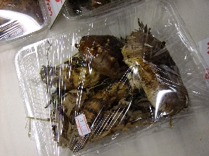 2011/10/15 ���T�̔����ł�_54
