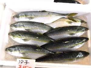 2011/10/15 ���T�̔����ł�_85