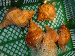 2011/10/15 ���T�̔����ł�_67
