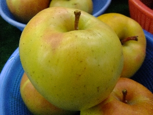 2011/10/15 ���T�̔����ł�_7
