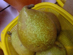 2011/10/15 ���T�̔����ł�_26
