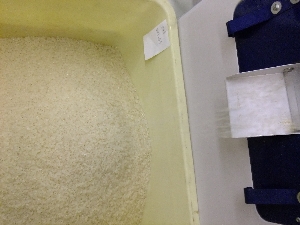 2011/10/15 ���T�̔����ł�_84