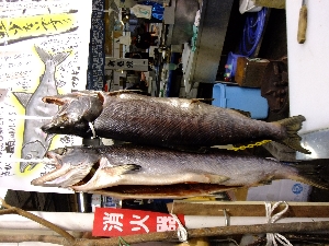 - 20111119- -�V���������������-_6