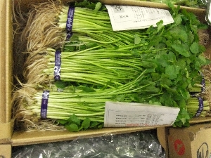 20111126 -���T�̔����ł�-_11