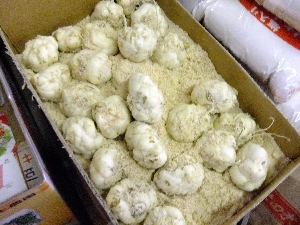 20111126 -���T�̔����ł�-_36