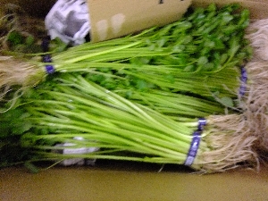 20111126 -���T�̔����ł�-_38