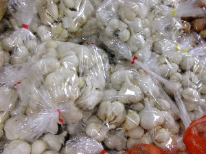 20111126 -���T�̔����ł�-_40