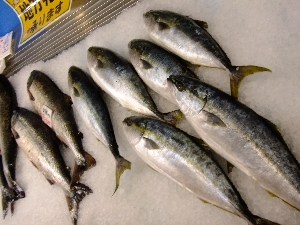 20111126 -���T�̔����ł�-_43