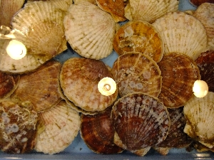 20111126 -���T�̔����ł�-_46