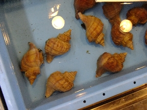 20111126 -���T�̔����ł�-_47