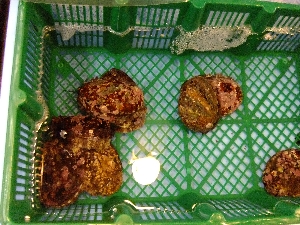 20111126 -���T�̔����ł�-_48