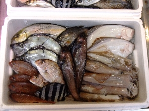 20111126 -���T�̔����ł�-_50