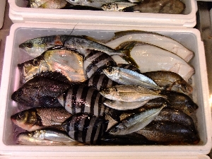 20111126 -���T�̔����ł�-_52