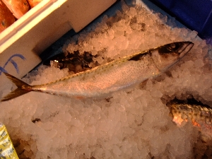 20111126 -���T�̔����ł�-_53