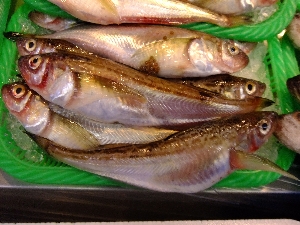 20111126 -���T�̔����ł�-_54