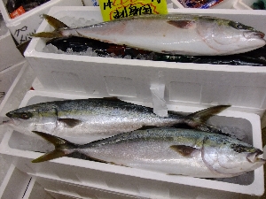 20111126 -���T�̔����ł�-_56