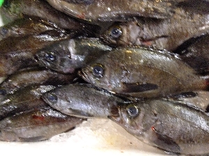 20111126 -���T�̔����ł�-_57