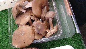 20130928 - T̔ł  -_12