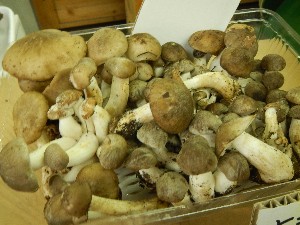 20131005 - T̔ł  -_5