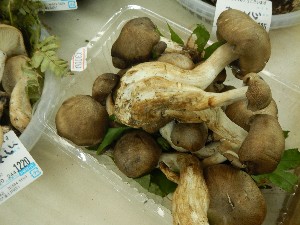 20131005 - T̔ł  -_37