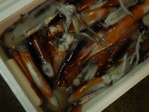 20131005 - T̔ł  -_62