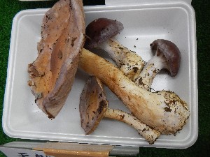 20131012 -T̔ł-_16